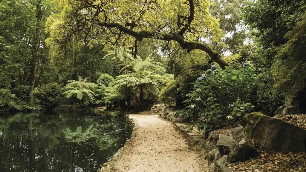 Yarra Ranges Natural Park, Melbourne, Australia, con suelo húmedo y arenoso