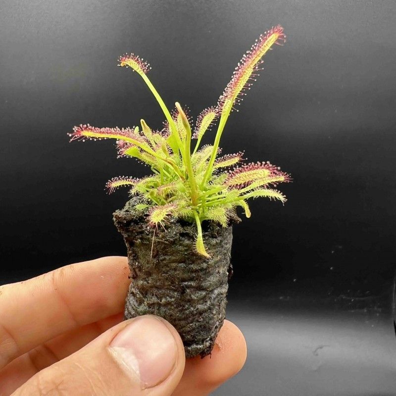 drosera capensis all red form