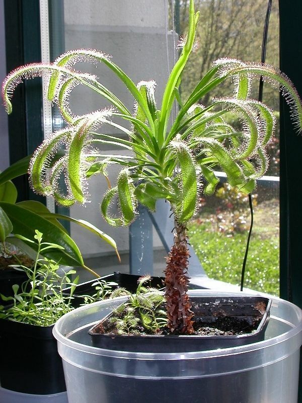 drosera capensis gigante tipo palmera