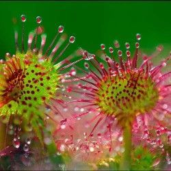 drosera rotundifolia roja