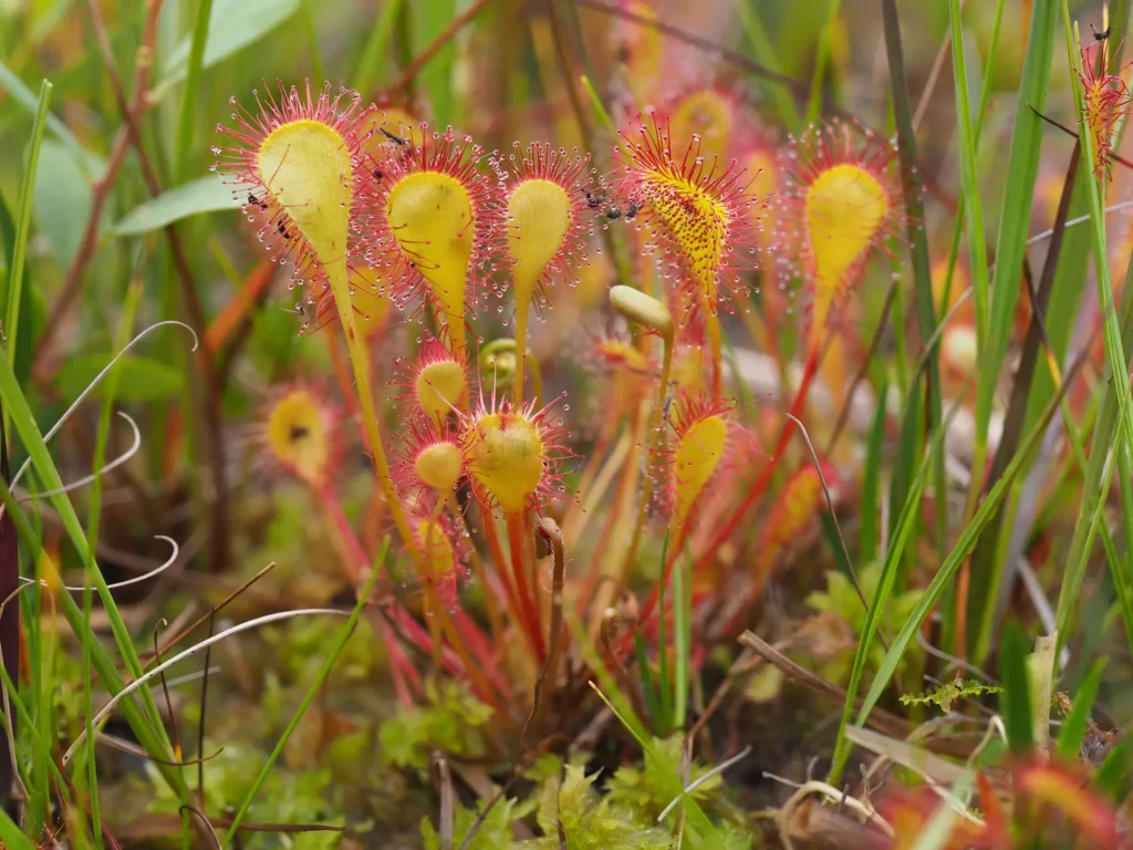 drosera x obovata salvaje