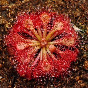 primer plano rocio Drosera esmeraldae