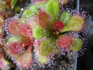 roseta de Drosera aberrans mostrando sus hojas pegajosas y brillantes