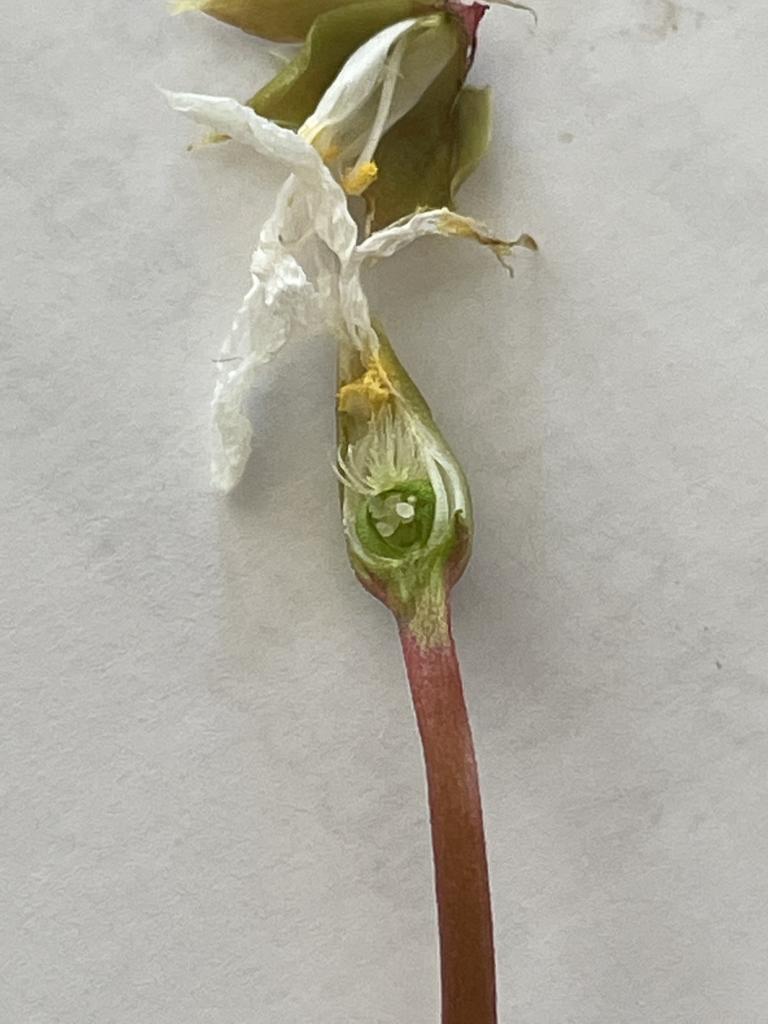 semilla en la flor de la D. aberrans, lista para su reproducción