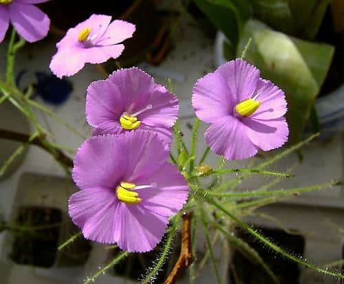 Byblis goliath en flor
