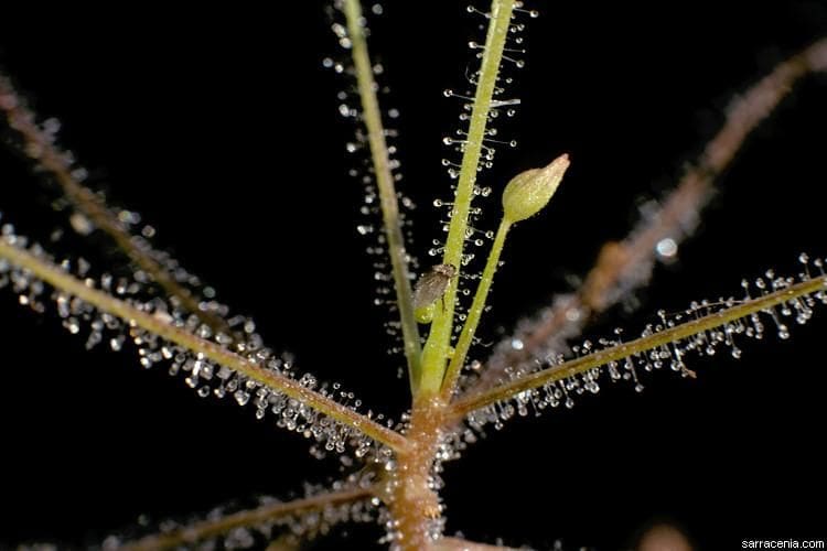 Byblis liniflora de barry rice