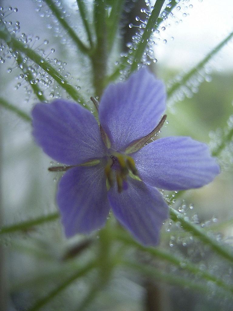 Byblis liniflora en flor