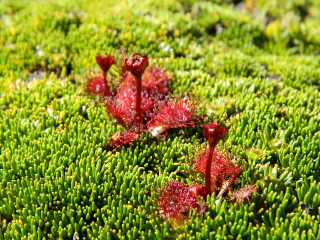 Drosera Uniflora en Chile