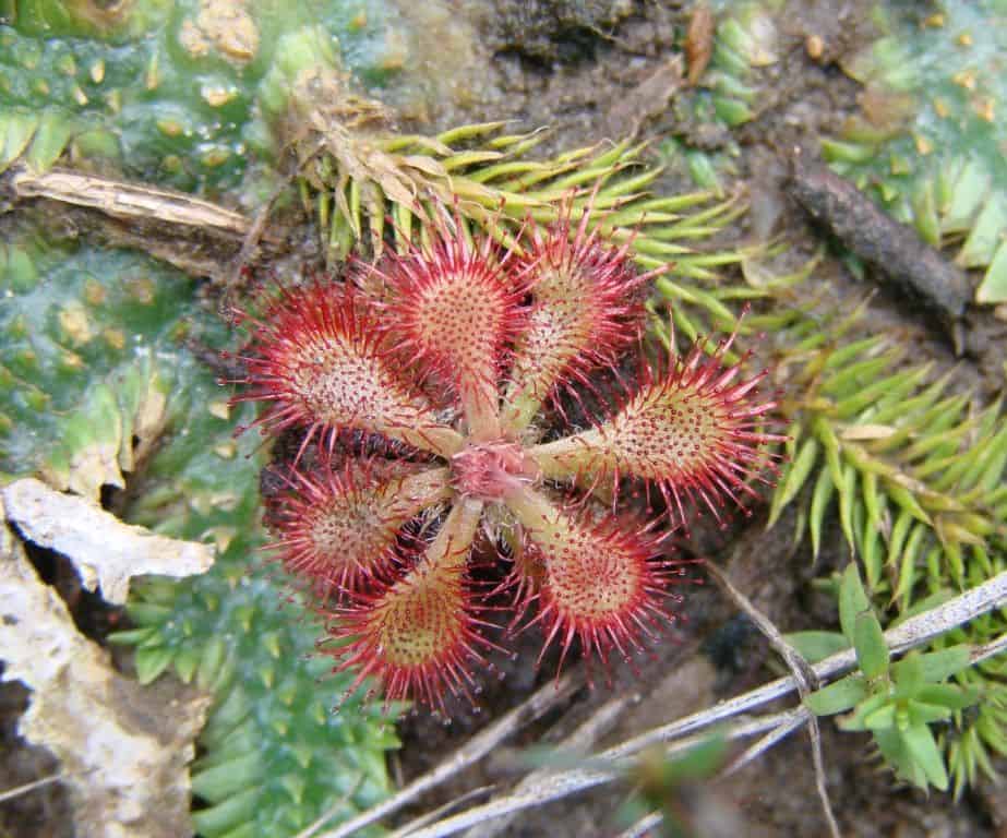 Drosera communis en argentina