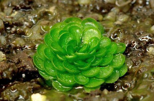 Genlisea margarethae, similar a una pinguicula