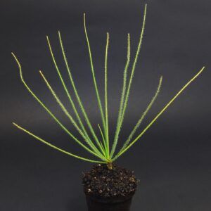 Maceta de byblis gigantea