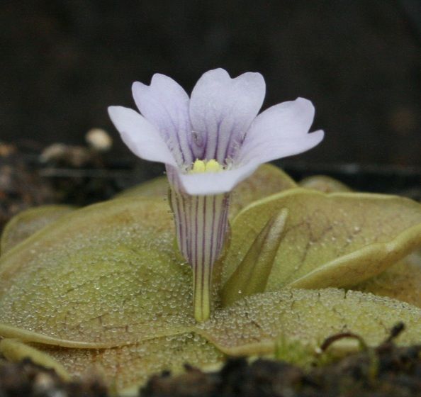 Pinguicula Nahuelbutensis de Turberas en flor