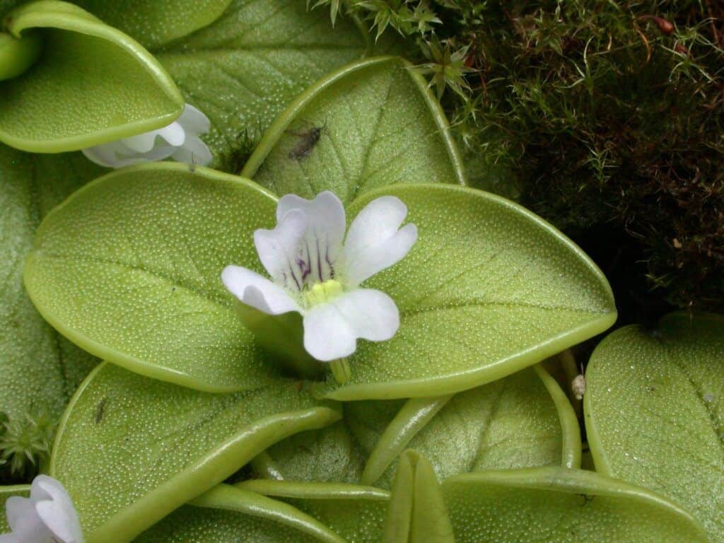 Pinguicula Nahuelbutensis silvestre