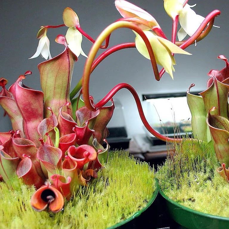heliamphora minor en maceta