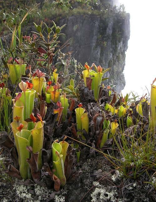 heliamphora tatei venezuela