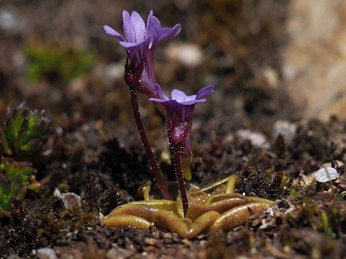 pinguicula australandina en flor